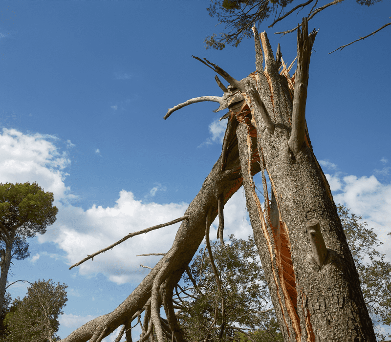 storm tree damage