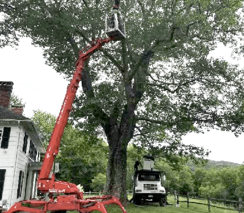 tree support system
